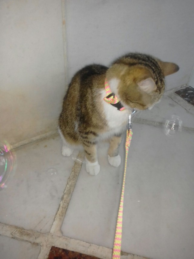 Эти забавные животные