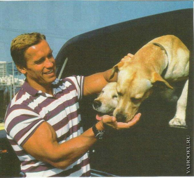Пёс Датч встречает старину Арни, который вернулся домой после операции на сердце