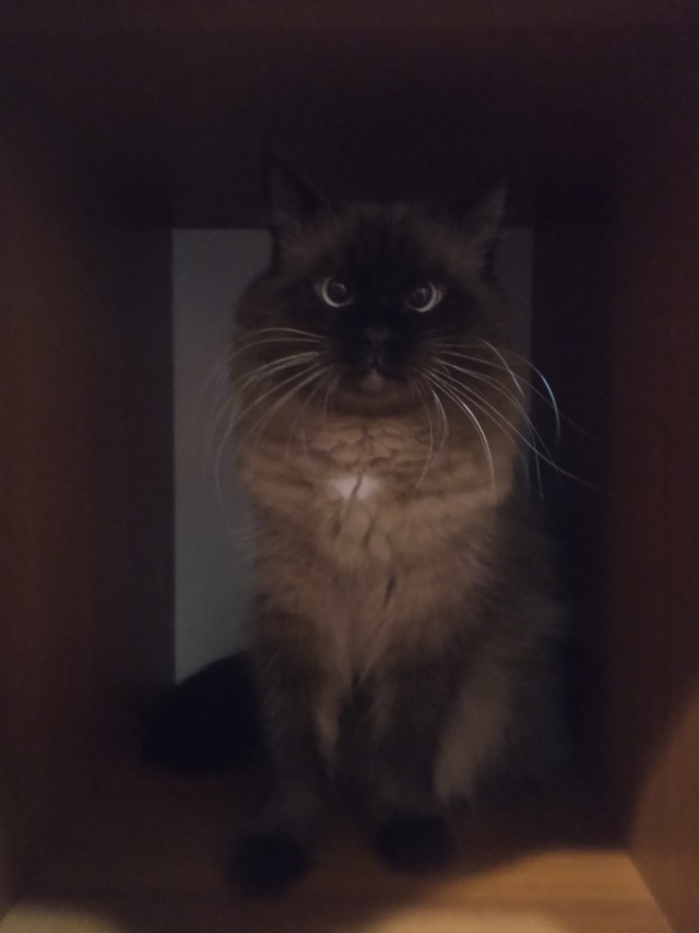 Котовторник. Пополнение семейства