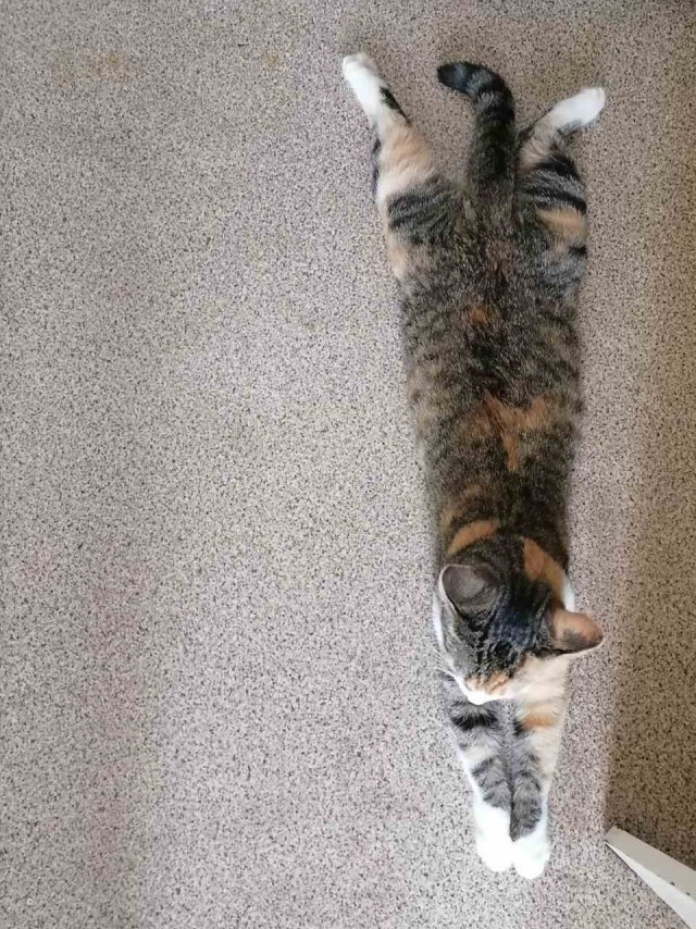 Котовторник!