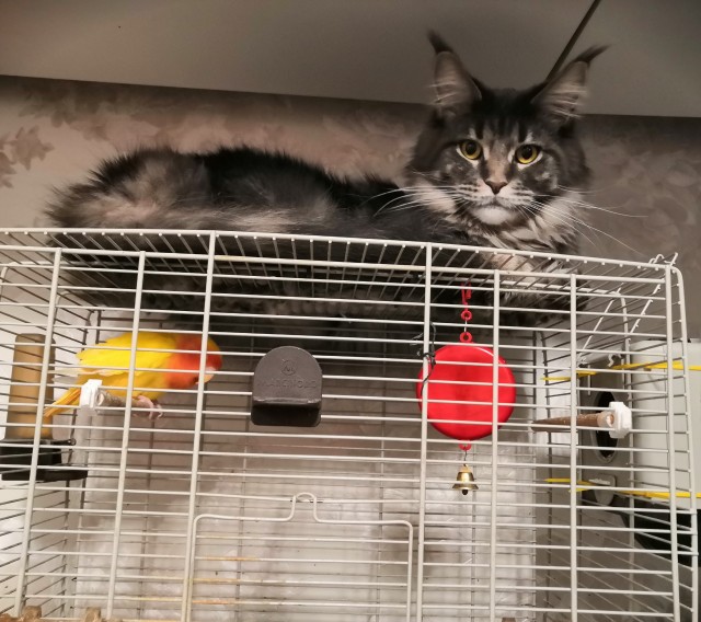 Даешь котовторник!