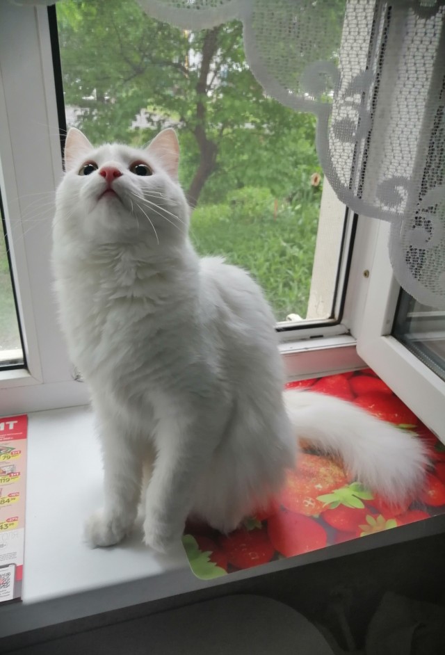 А котовторник уже начался?