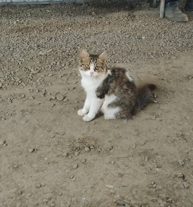 Кот Василий