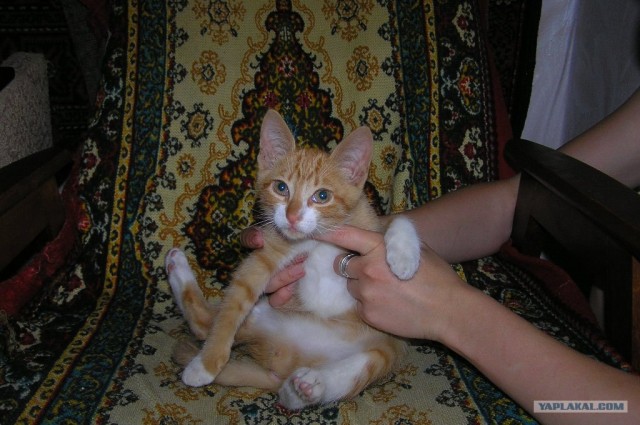 Котяра ищет ХОЗЯИНА