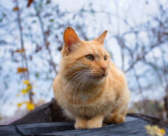 Солнце котовторника уже встало, Господа!