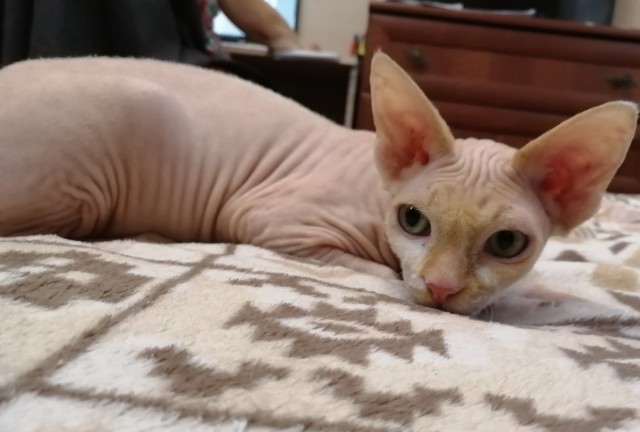 Котовторнику быть