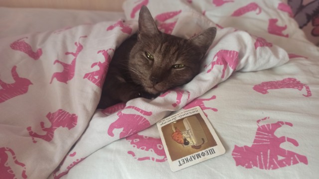 Вы, что спите? Вставайте, котовторник же!