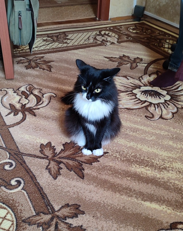Вы, что спите? Вставайте, котовторник же!