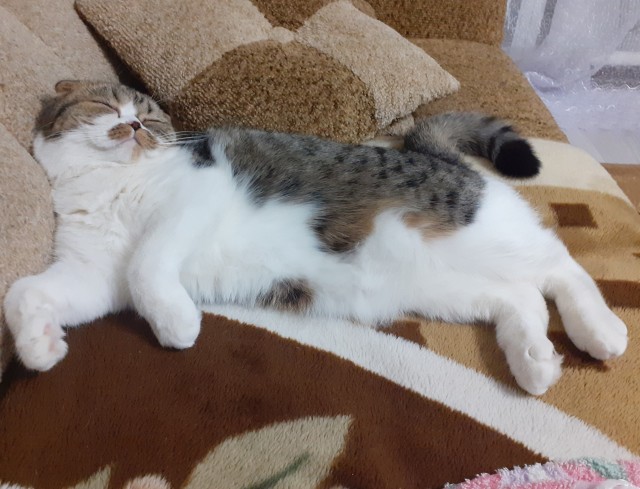 Котовторник. Картинки и буквы 08.02.22