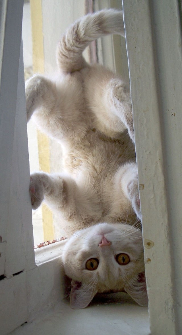 Котовторнику посвящается