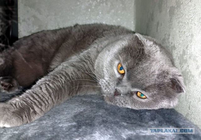 Котовторник
