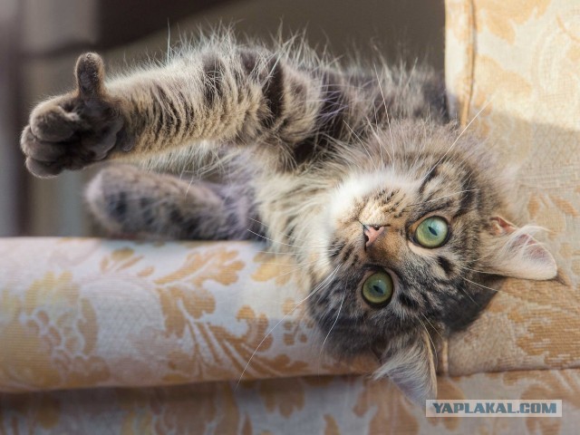 Не делает куни муж? Сделает сосед