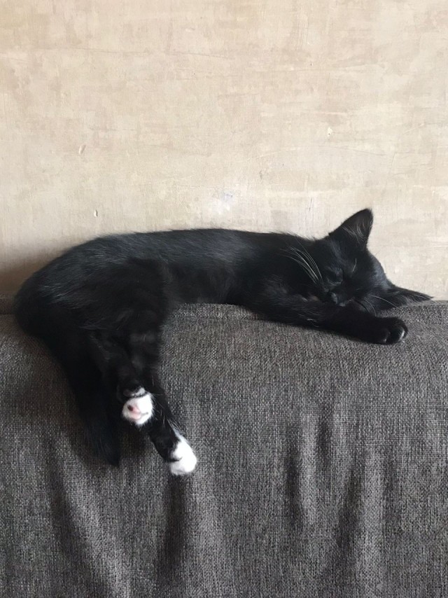 Котовторник. Королева помойки