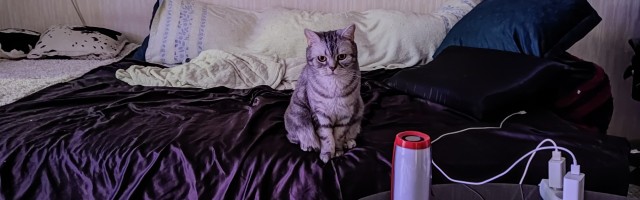 Котовторник. Немного сицилийских котов.