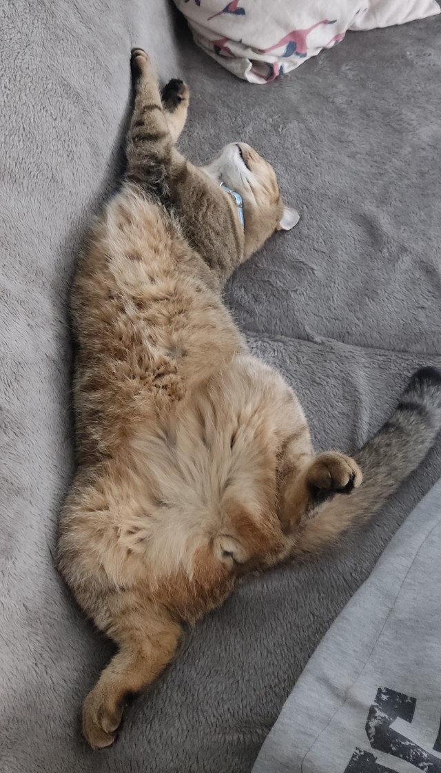 Начну котовторник чуть раньше!