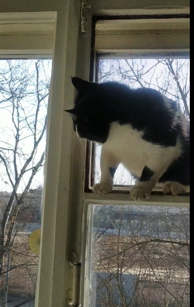 Спасение кота