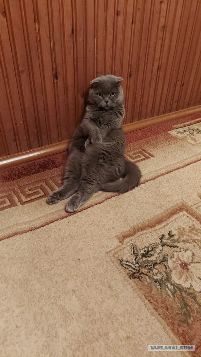 Котовторник 1.11.22