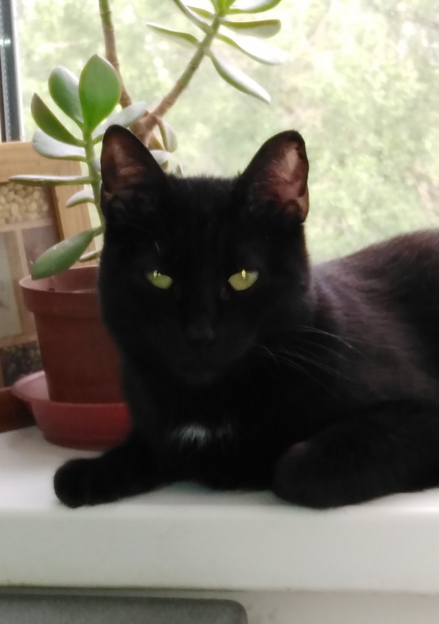Котоюмор на ЯП. Веселые кото-картинки!