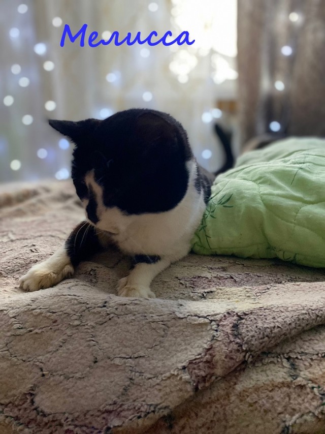 Жизнь домашнего приюта "Котоленд" 369