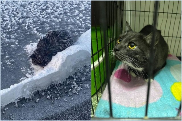 Хозяин выбросил в Енисей больного кота. Но котейке повезло