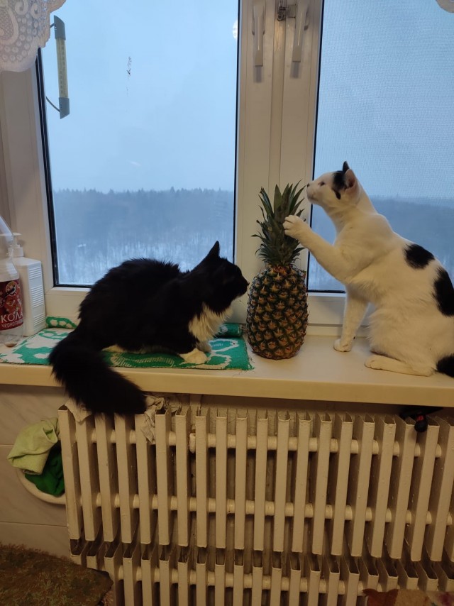 Как занять кота надолго