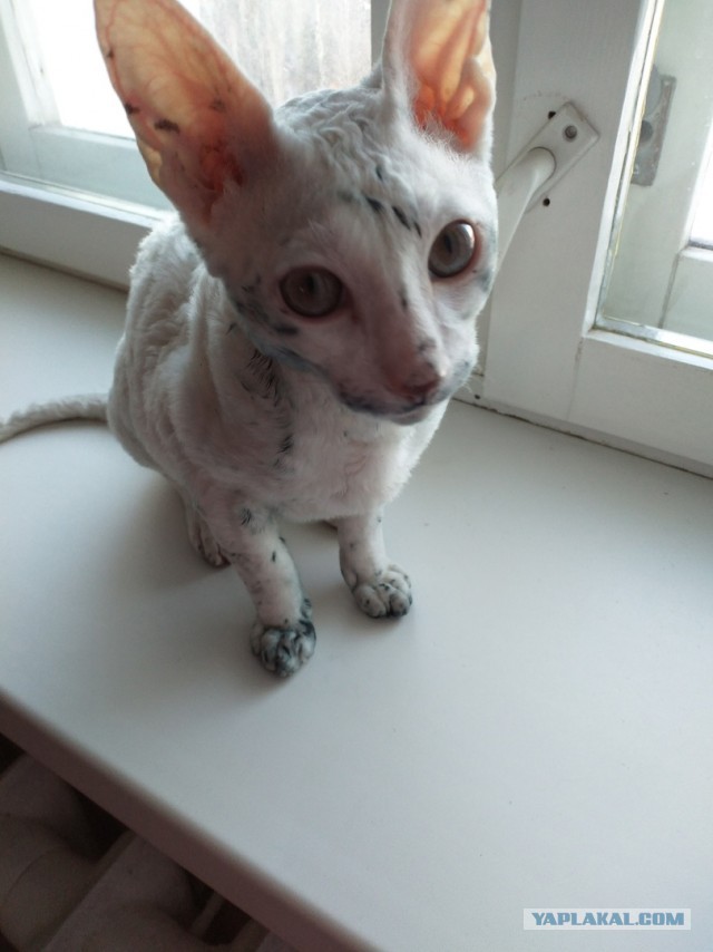 Сегодня всемирный день кошек!