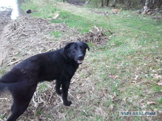 Жизнь домашнего приюта для котеек 443