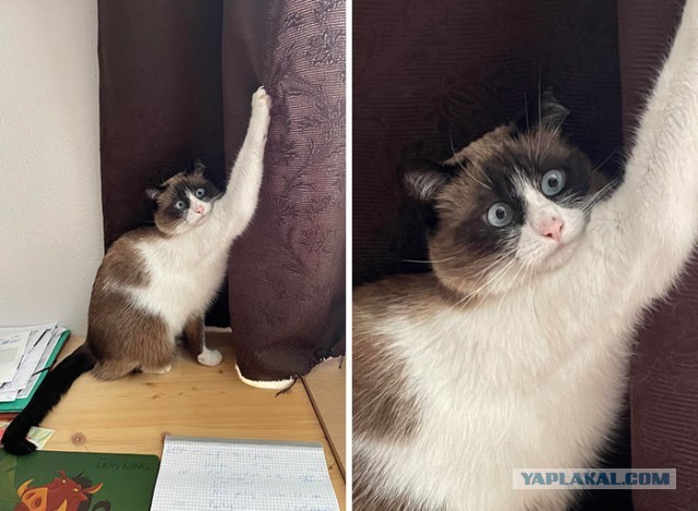 Кошачий вальс перед люлями
