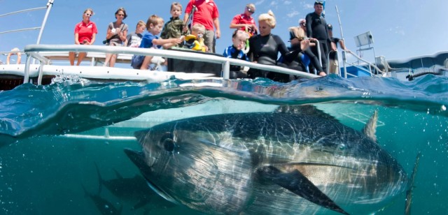 Атлантический тунец: Горячая рыбка. Благодаря «тёплой крови» гиганты весом в четверть тонны плавают со скоростью в 75 км/ч!