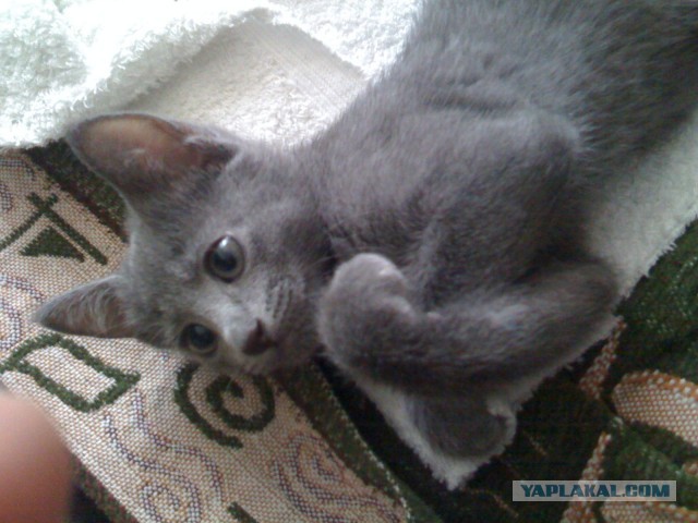 Котовторник 16.04.2013