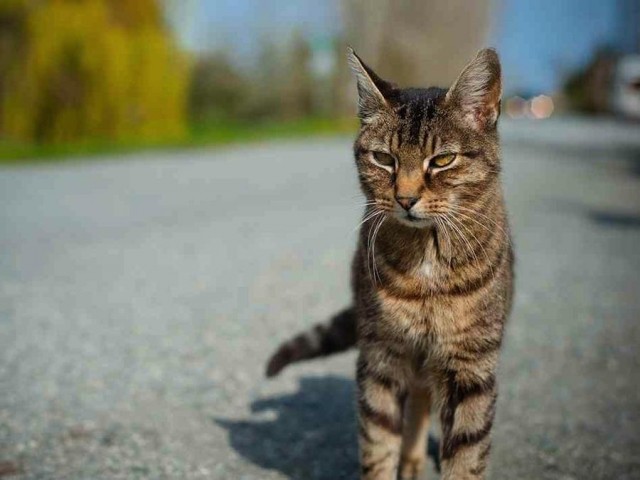 10 обычных вещей, которые могут стать оружием