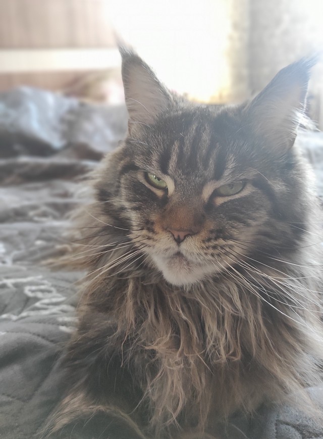 К - Котовторник ☺ Пополнение