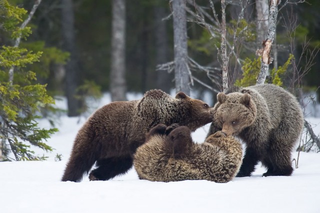 Деревенская Америка