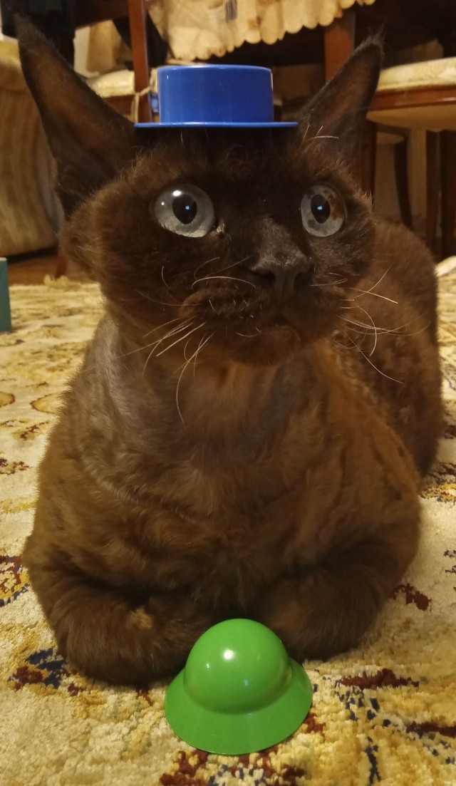 Россию сочли самой кошачьей страной мира