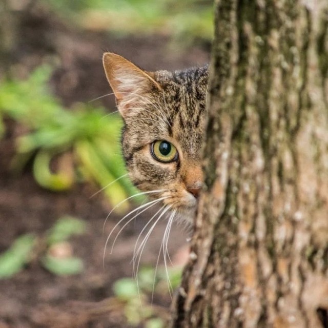 Котовторник в картинках