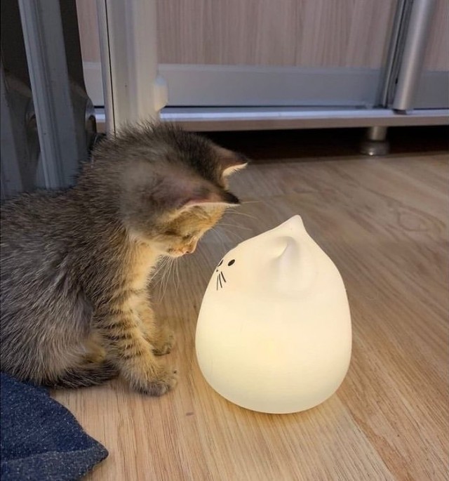 Котовторник в картинках
