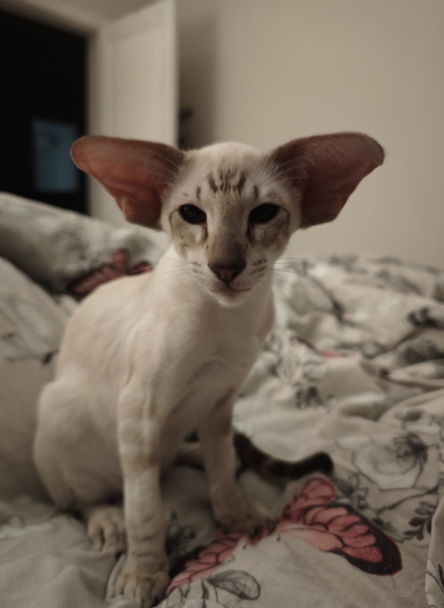 С Котовторником!