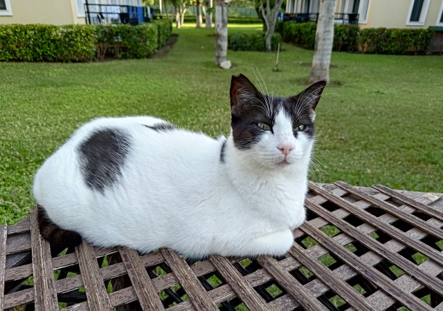 С Котовторником!