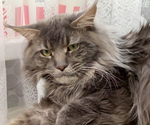 К котовторнику!)