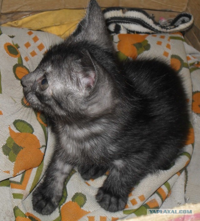 Котовторник 04.06.2013