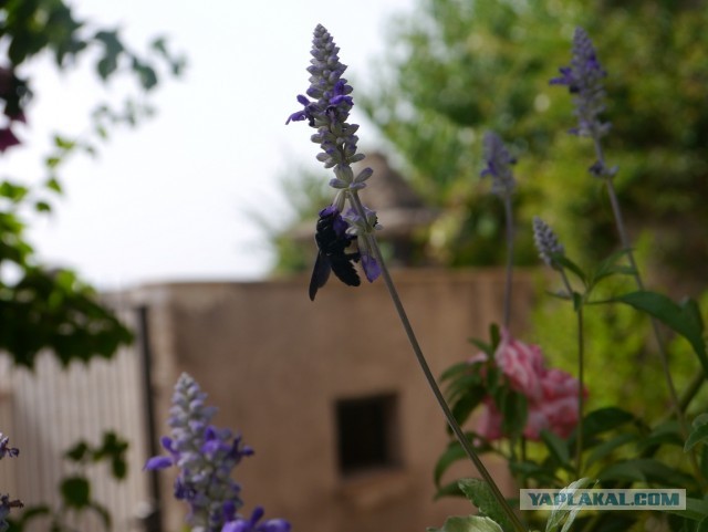 Остров Искья, Италия.