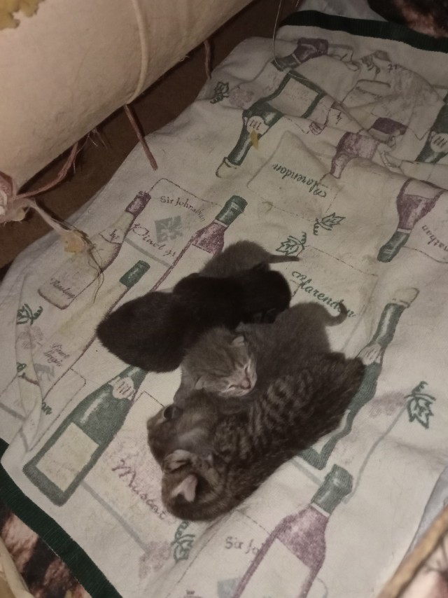 Котомать и котодитя