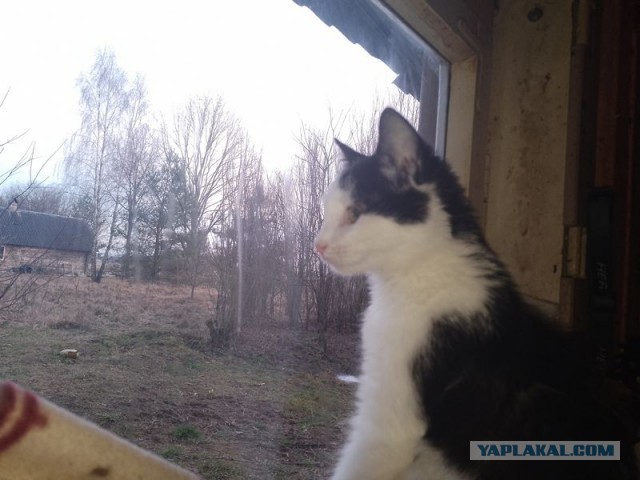 Жизнь домашнего приюта для котеек 530
