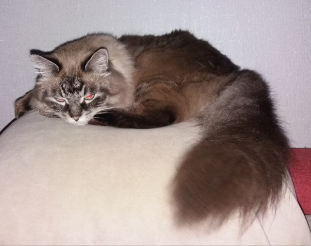 Котовторник