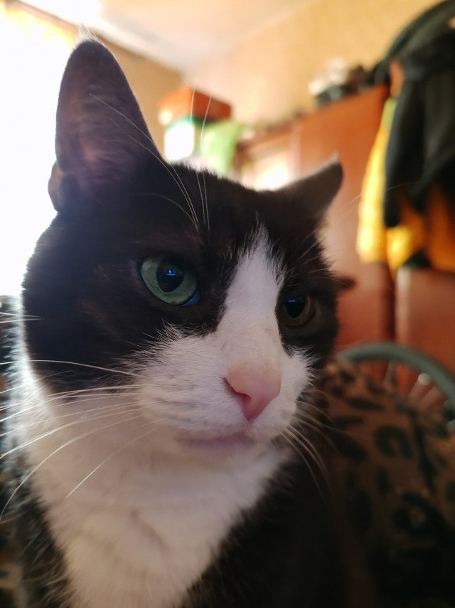 Котовторник