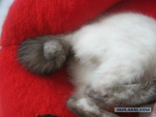 Котовторник 25.06.2013