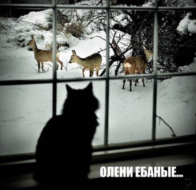 Лучший друг