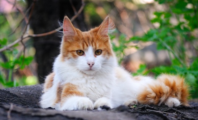 Котовторник