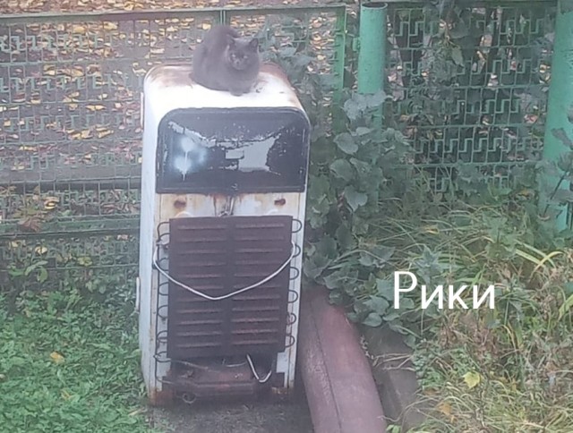 Жизнь домашнего приюта "Котоленд" 515