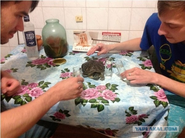 День рожденья черепашки